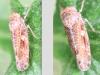 Allygus communis